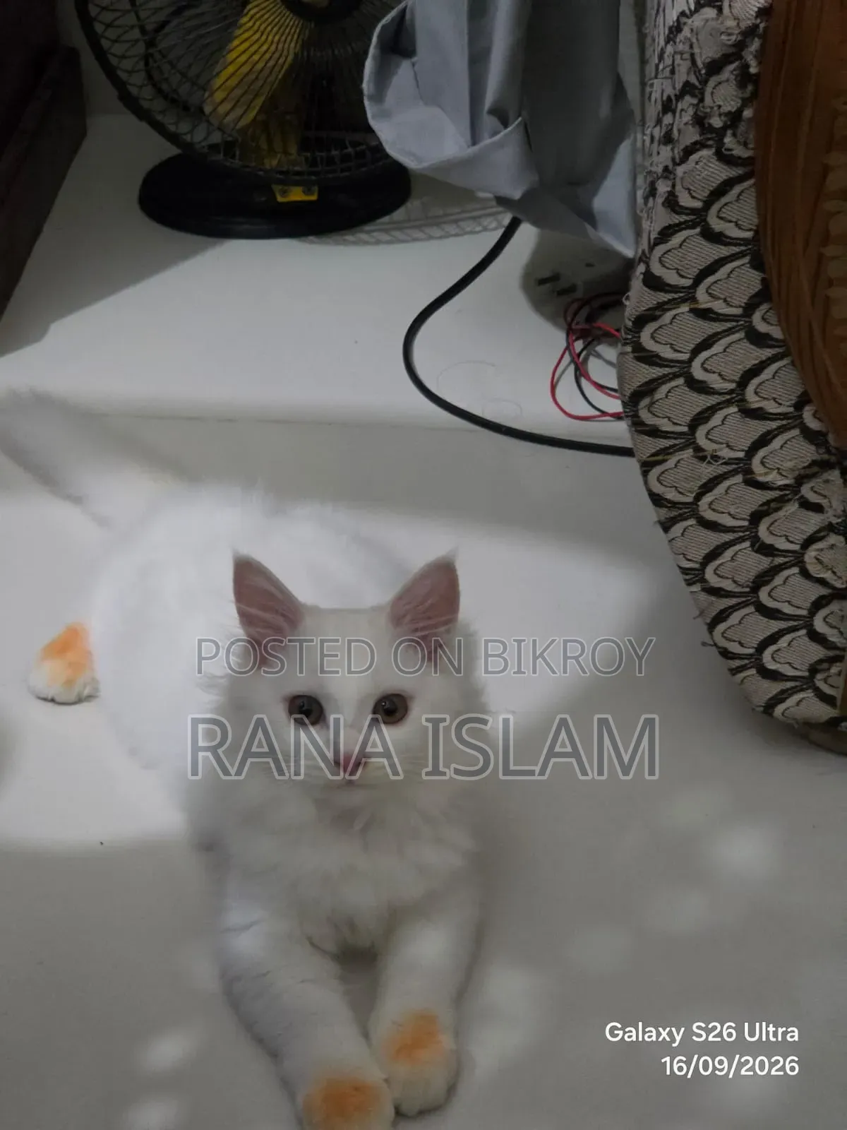 ১-৩ মাস ফিমেল পিওরব্রেড পার্সিয়ান