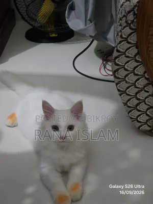 ১-৩ মাস ফিমেল পিওরব্রেড পার্সিয়ান