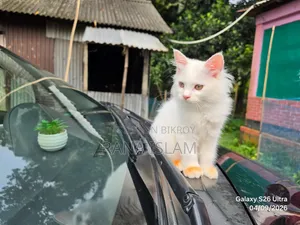 ১-৩ মাস ফিমেল পিওরব্রেড পার্সিয়ান