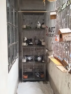 3 pairs of pigeon chicks for sale. 400 Taka per pair.