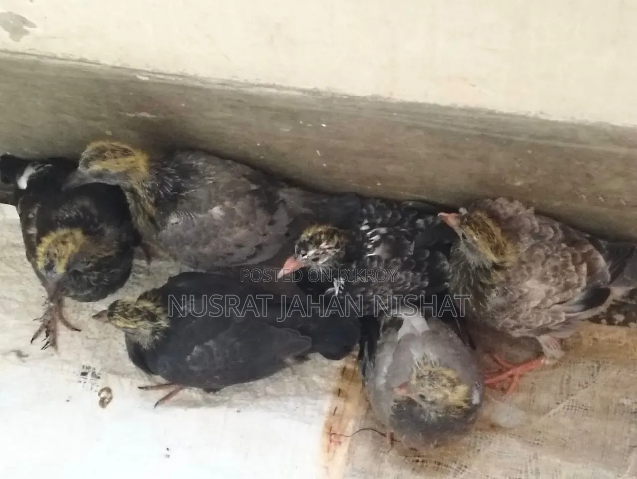 3 pairs of pigeon chicks for sale. 400 Taka per pair.