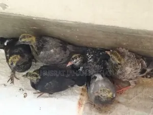 3 pairs of pigeon chicks for sale. 400 Taka per pair.