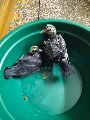3 pairs of pigeon chicks for sale. 400 Taka per pair.