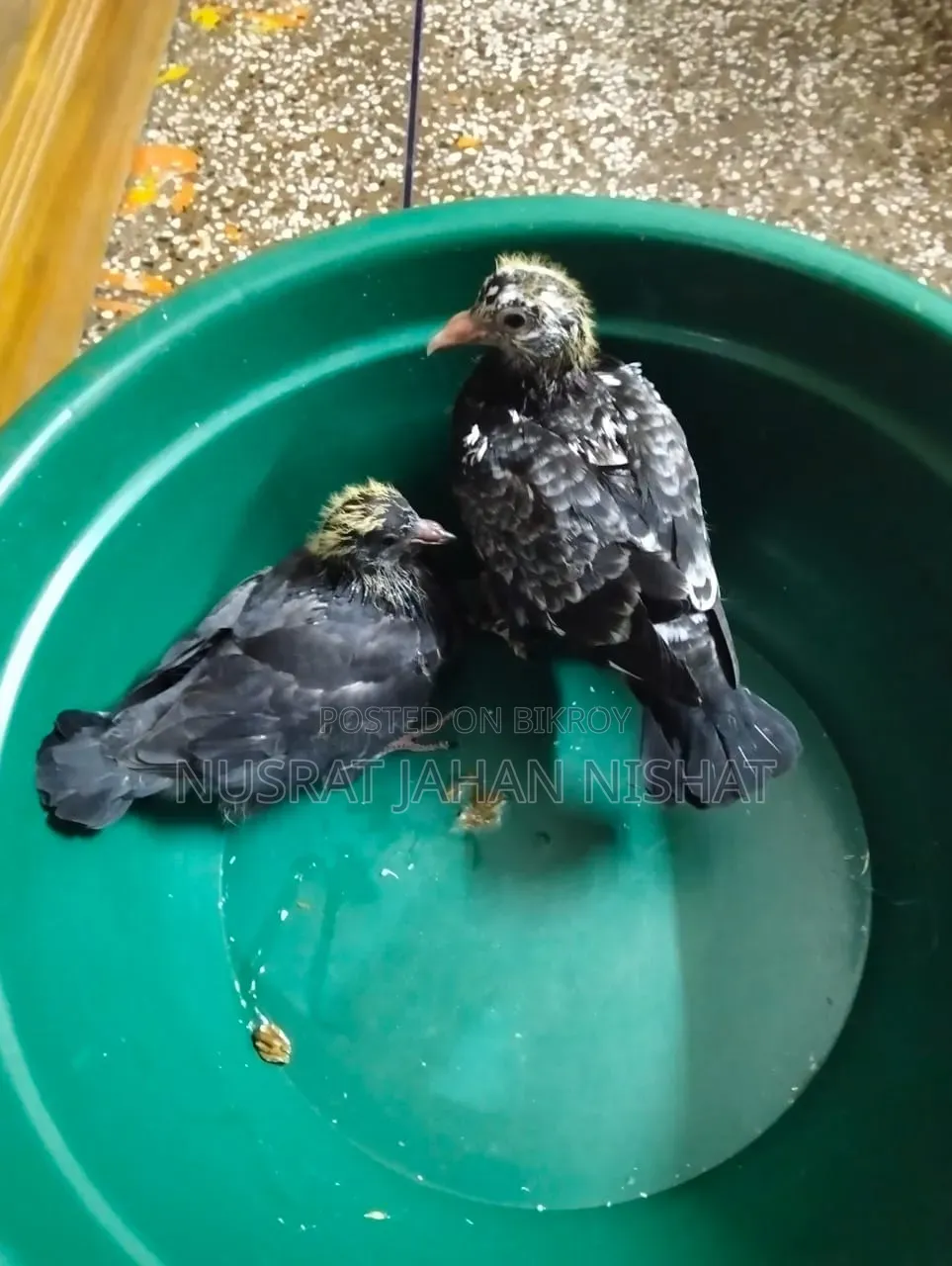 3 pairs of pigeon chicks for sale. 400 Taka per pair.