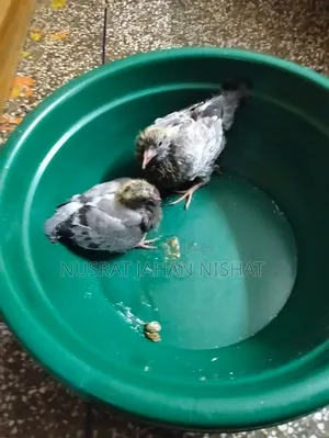 3 pairs of pigeon chicks for sale. 400 Taka per pair.