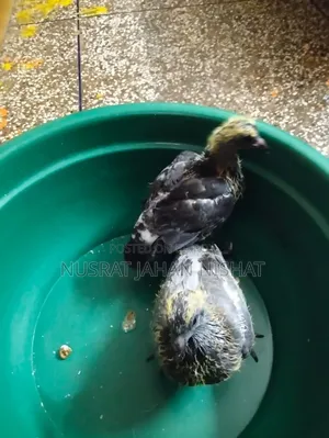 3 pairs of pigeon chicks for sale. 400 Taka per pair.