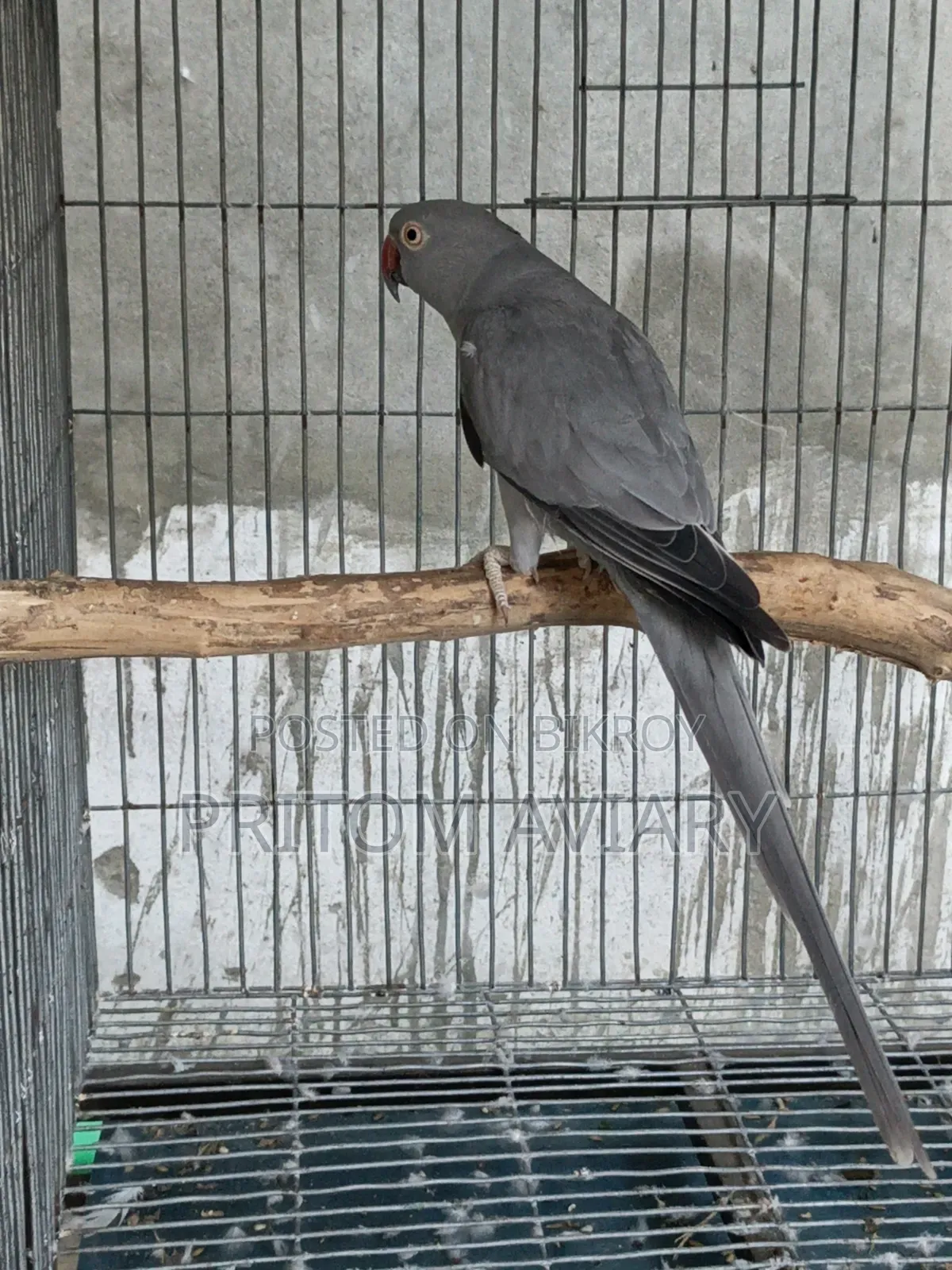 Grey Ringneck Breeding Female