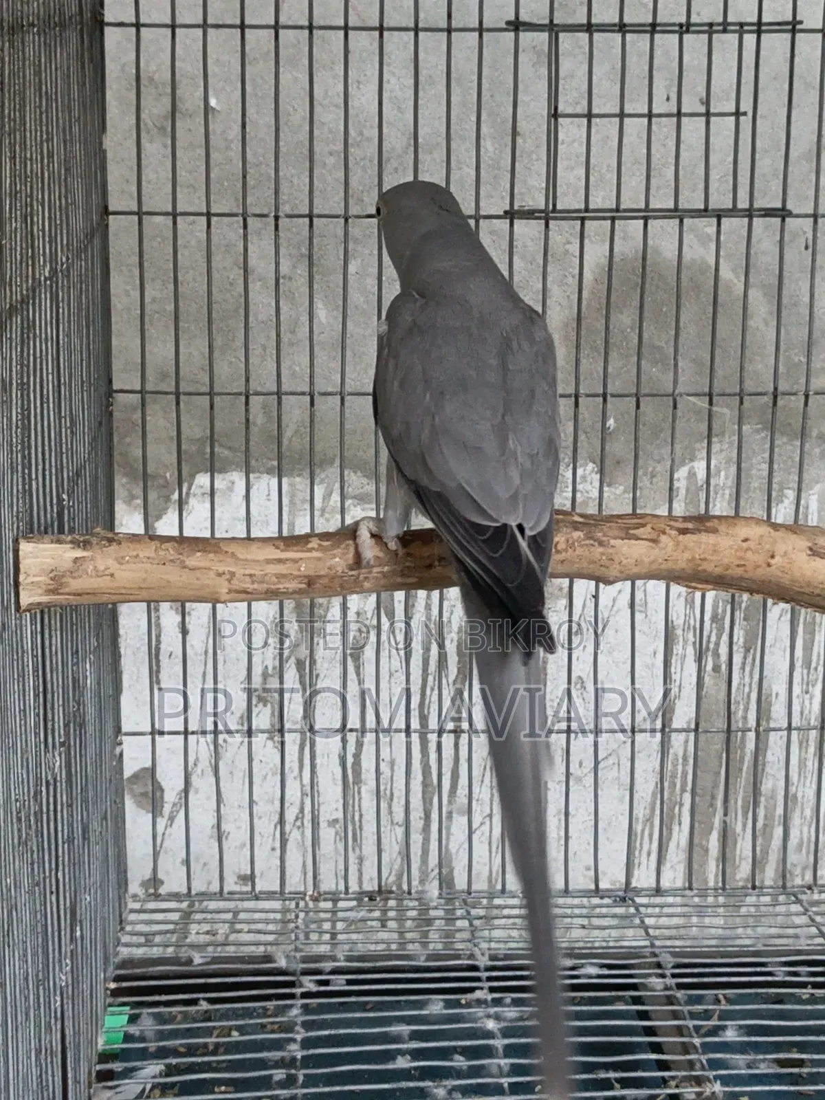 Grey Ringneck Breeding Female