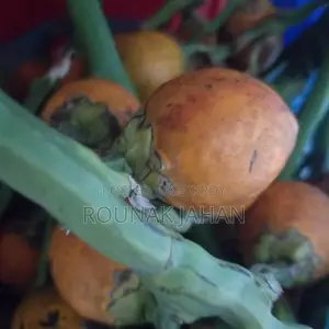 শুকনা সুপারি