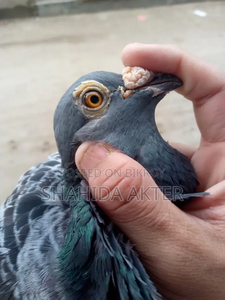 Racer Pigeon