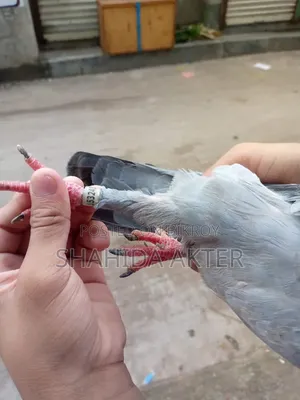 Racer Pigeon