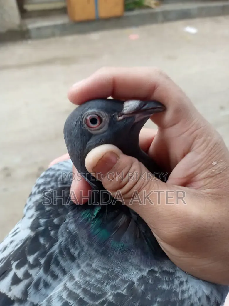 Racer Pigeon