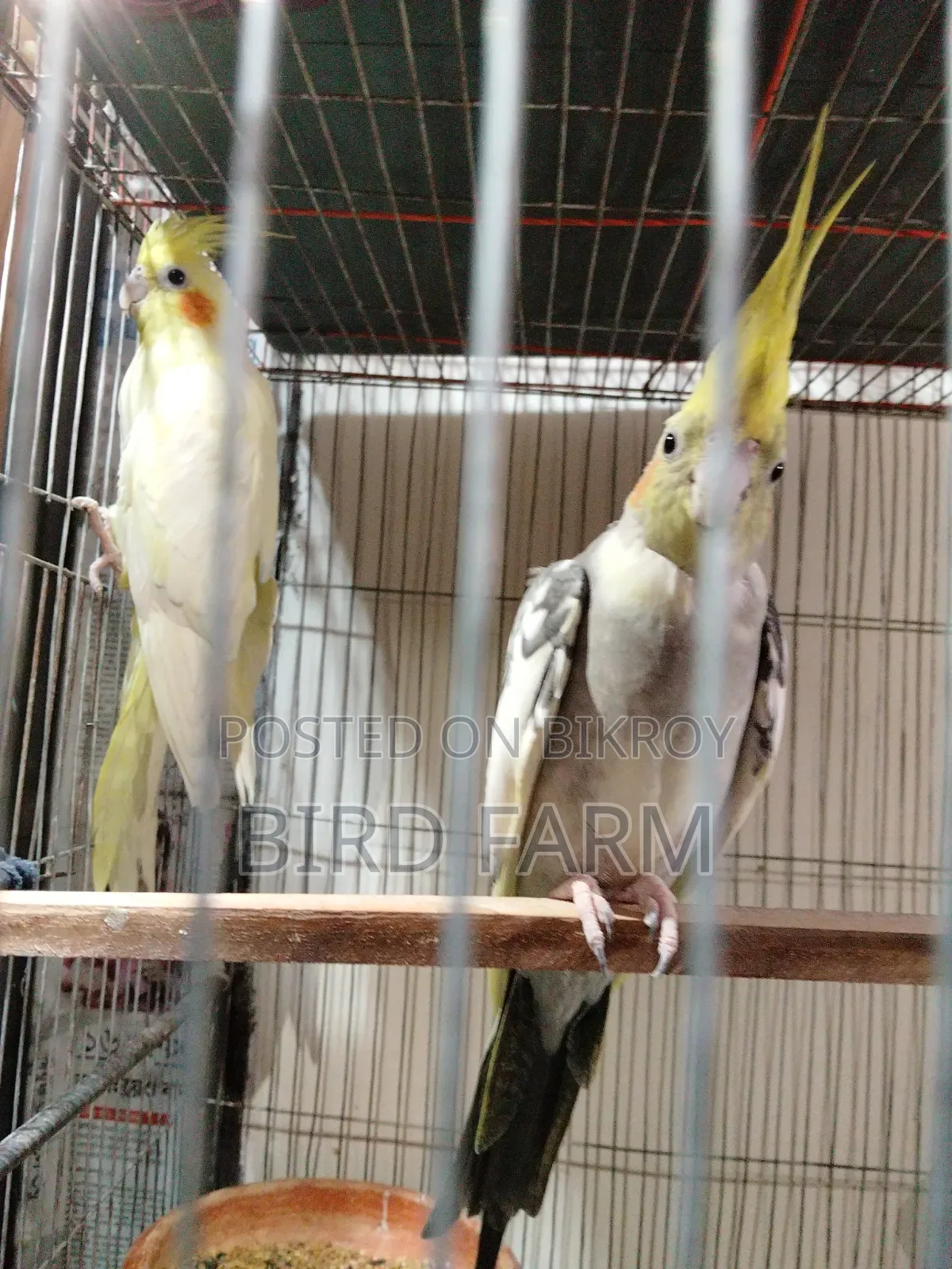 ককাটেল পাখি হাত বদল করা হবে।