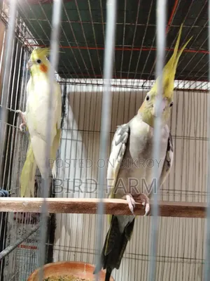 ককাটেল পাখি হাত বদল করা হবে।
