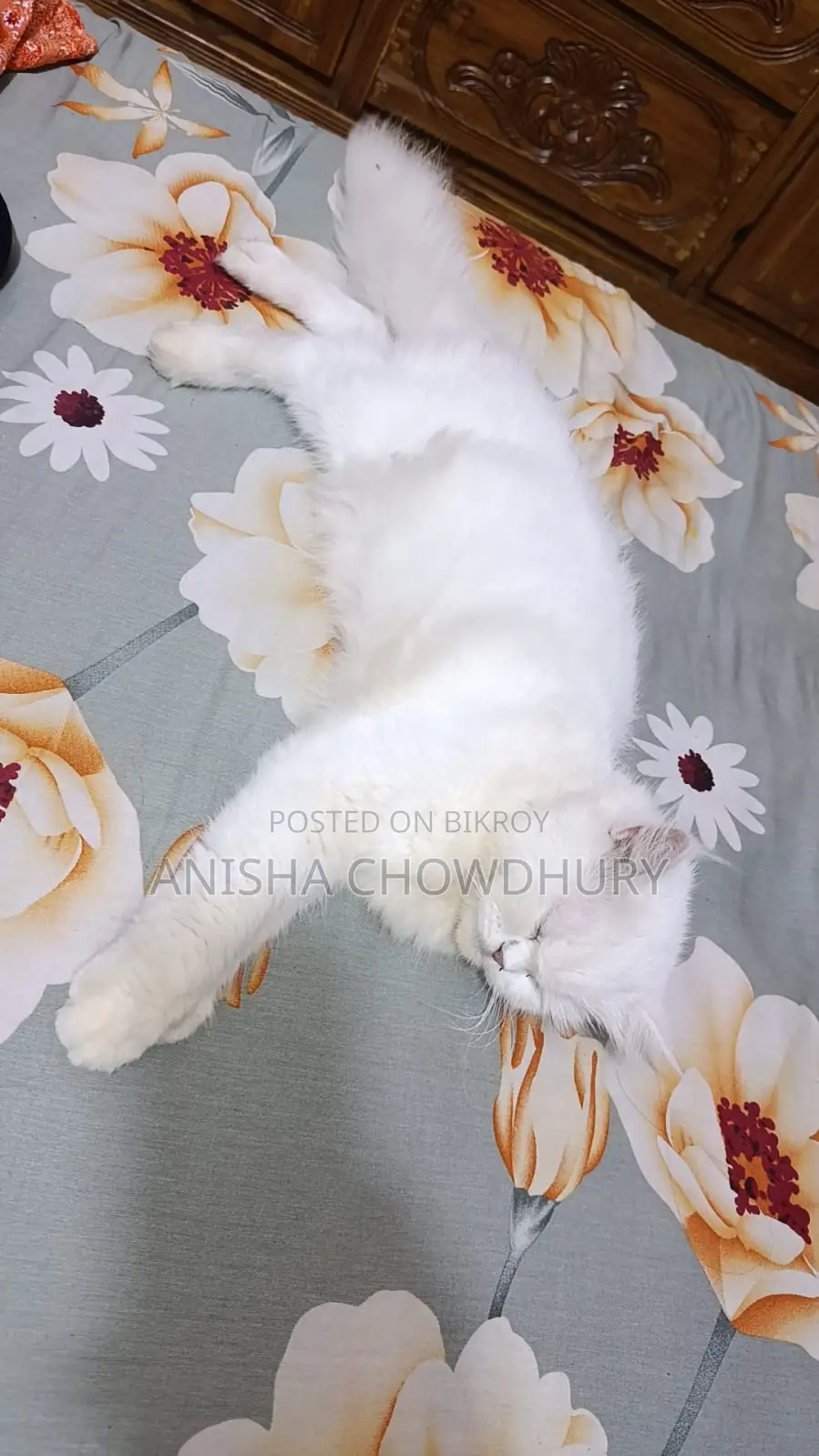 ১-৩ মাস বয়সী মাদি বিশুদ্ধ জাতের পার্সিয়ান