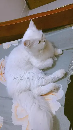 ১-৩ মাস বয়সী মাদি বিশুদ্ধ জাতের পার্সিয়ান