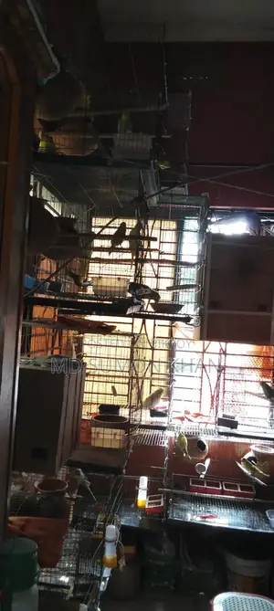 বাজরিগর পাখি সেটাপ সহ বিক্রয় হবে।