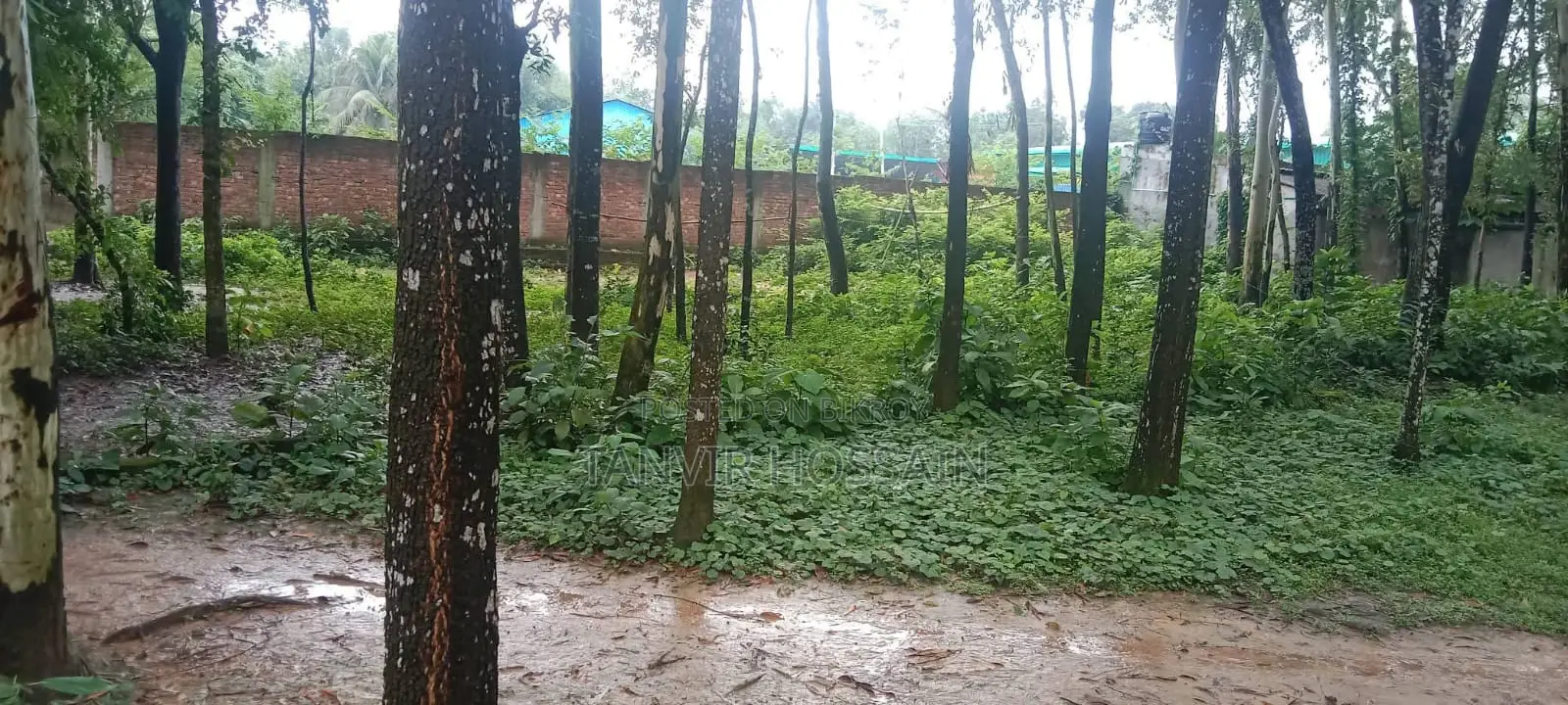বাড়ি করার জন্য সুন্দর একটা জায়গা বিক্রি করা হবে।