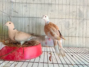 Running Australian Dove Bird