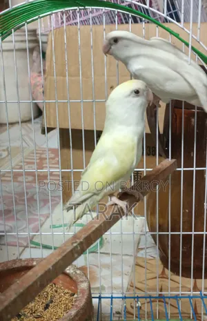Love Bird Running and Healthy Pair