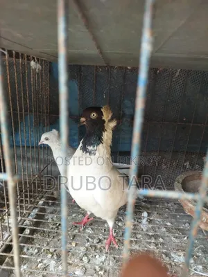 হেলমেট কবুতর