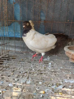 হেলমেট কবুতর