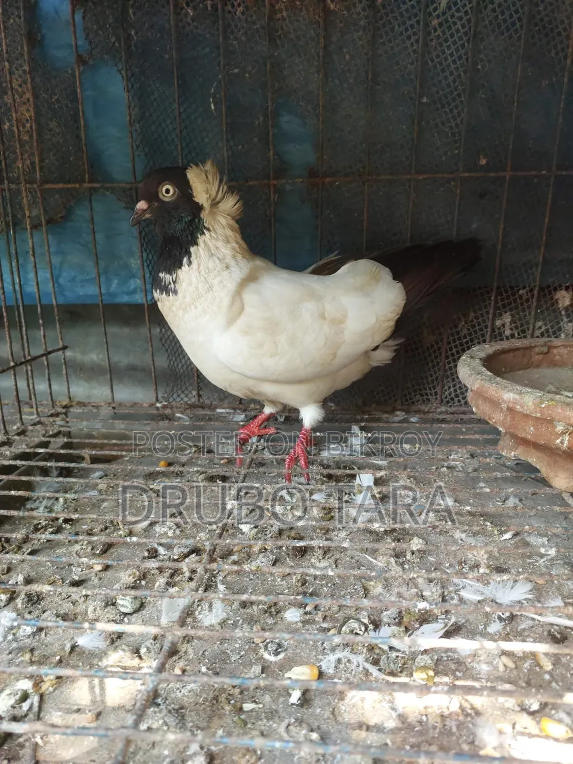 হেলমেট কবুতর
