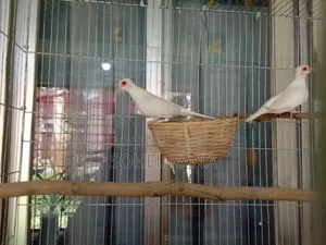 সাদা ডায়মন্ড ঘুঘু