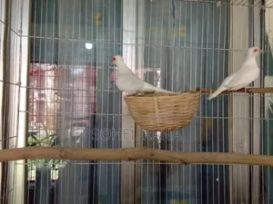 সাদা ডায়মন্ড ঘুঘু