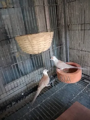 Red Pied Diamon Dove