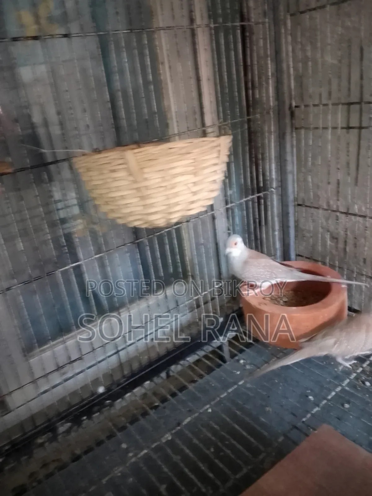 Red Pied Diamon Dove