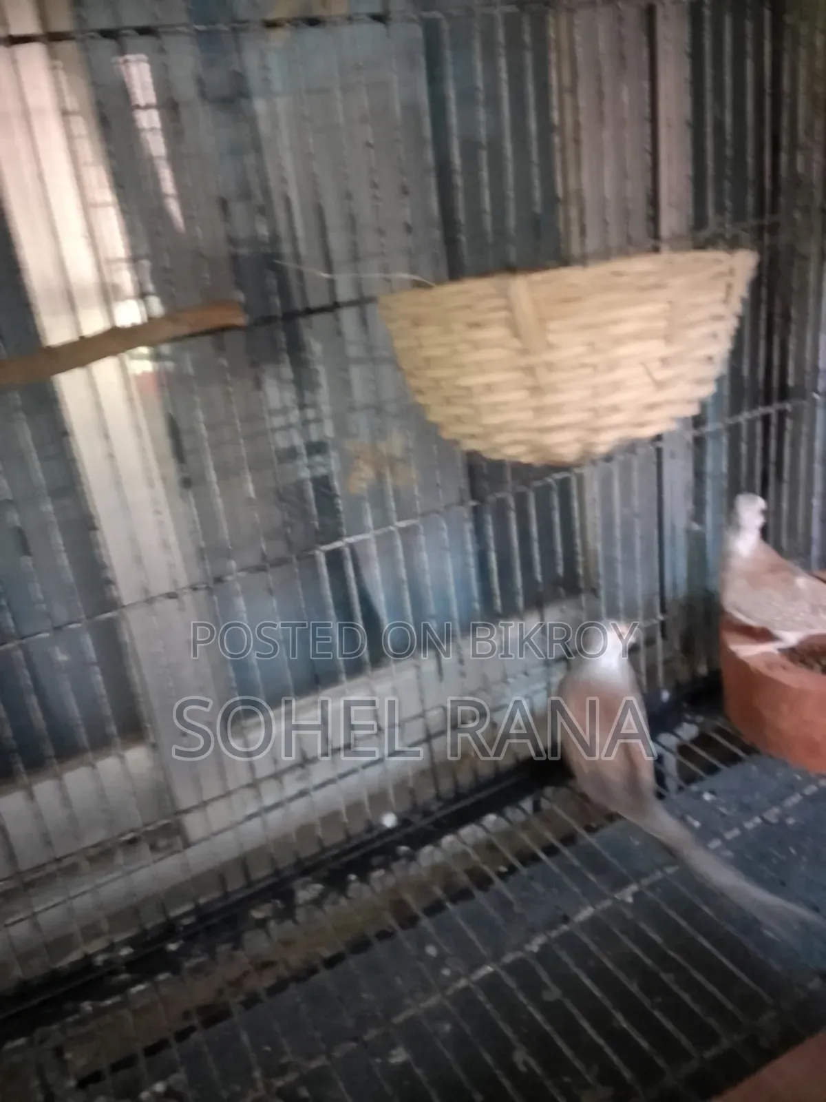 Red Pied Diamon Dove