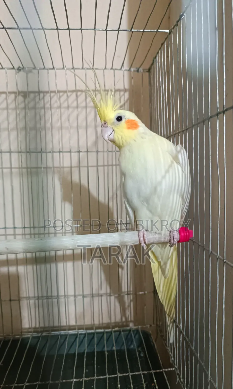 লুটিনো ককটেল বার্ড ফিমেল