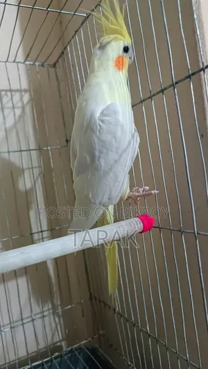 লুটিনো ককটেল বার্ড ফিমেল