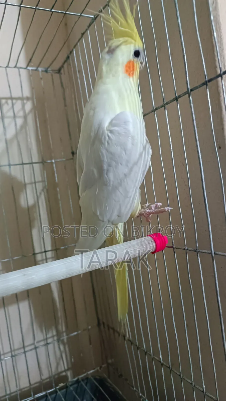 লুটিনো ককটেল বার্ড ফিমেল