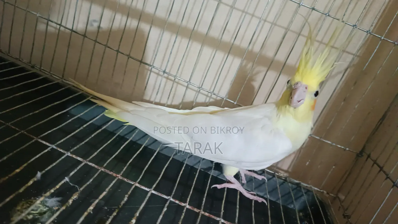 লুটিনো ককটেল বার্ড ফিমেল