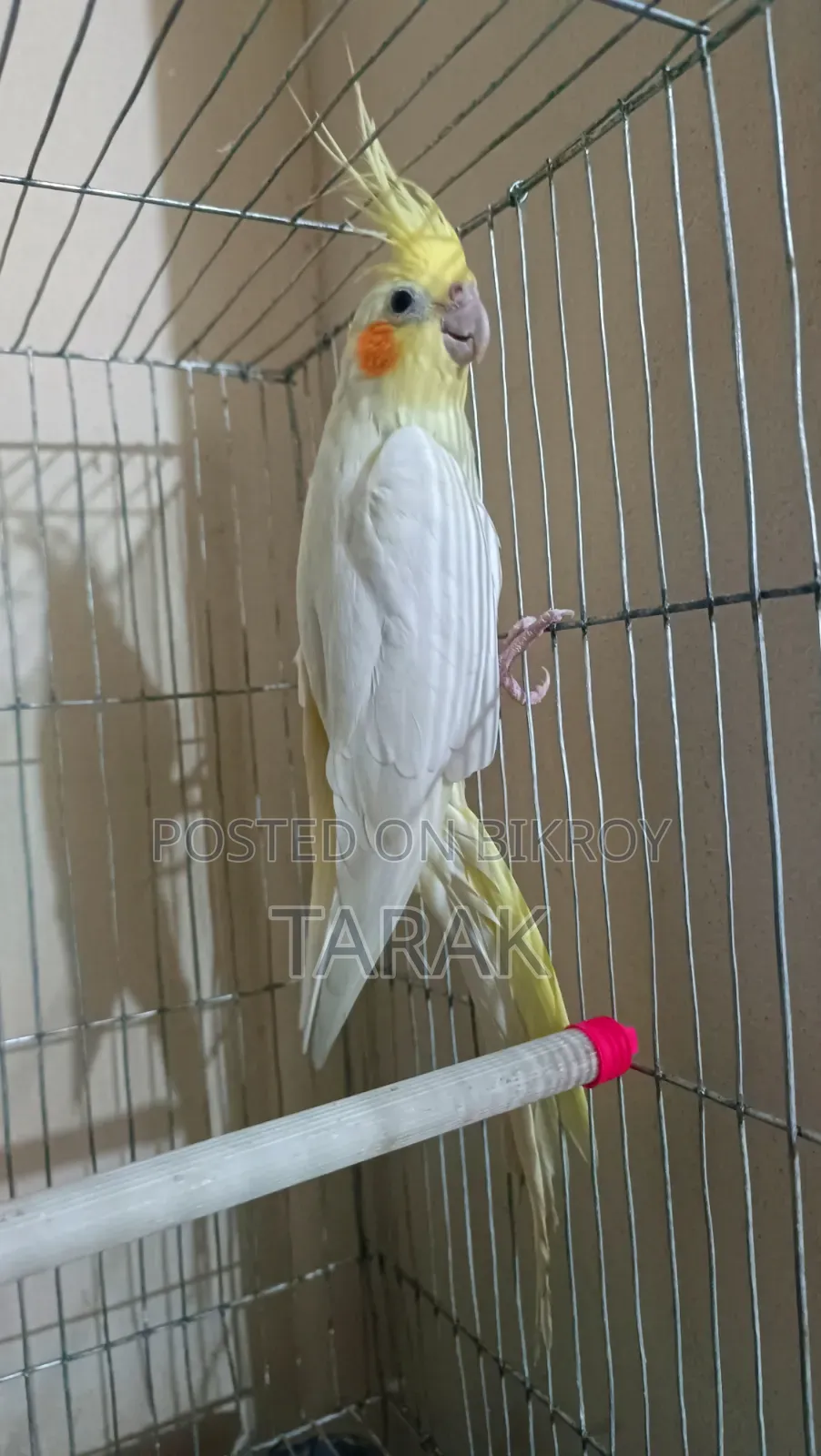 লুটিনো ককটেল বার্ড ফিমেল