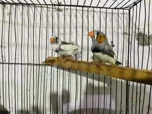 জেব্রা ফিঞ্চ পাইড পেয়ার