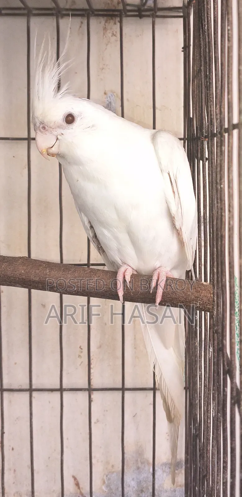 কোকাটেল পাখি