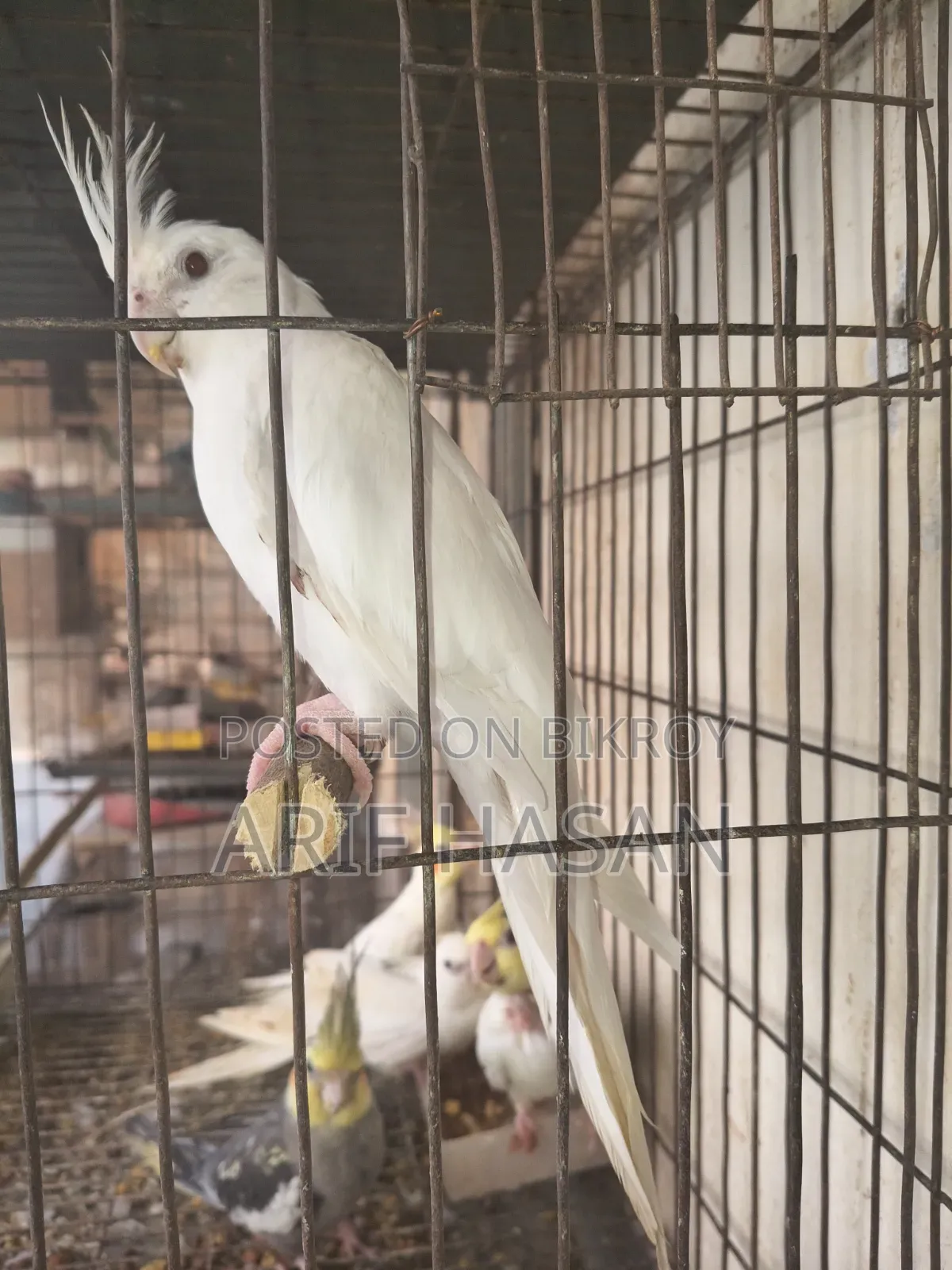 কোকাটেল পাখি