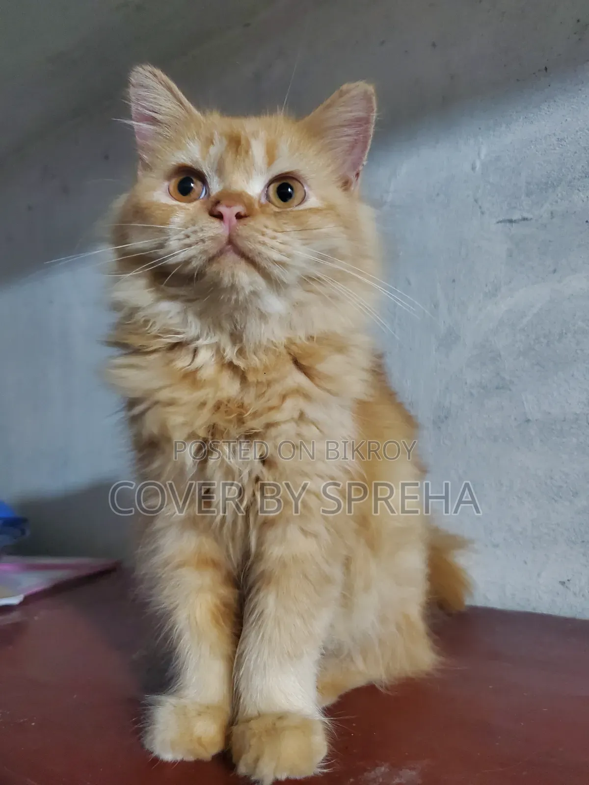 ৩-৬ মাসের ফিমেল পিওরব্রেড পার্সিয়ান