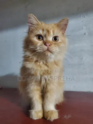 ৩-৬ মাসের ফিমেল পিওরব্রেড পার্সিয়ান