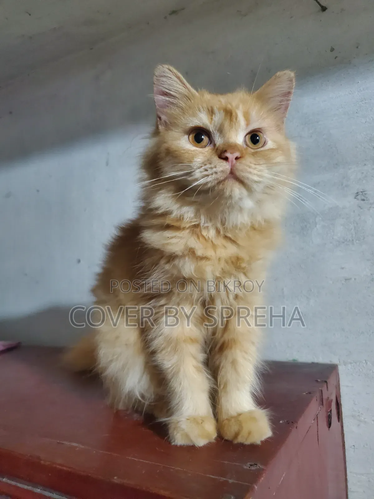 ৩-৬ মাসের ফিমেল পিওরব্রেড পার্সিয়ান