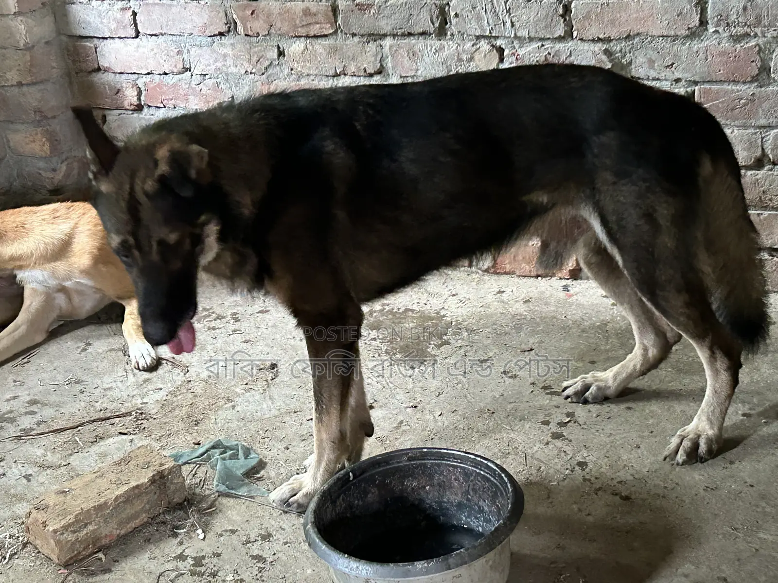 1+ year Male Purebred German Shepherd