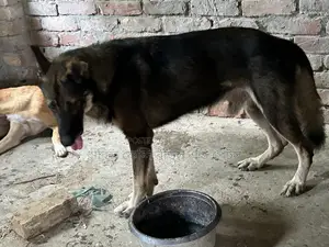 1+ year Male Purebred German Shepherd