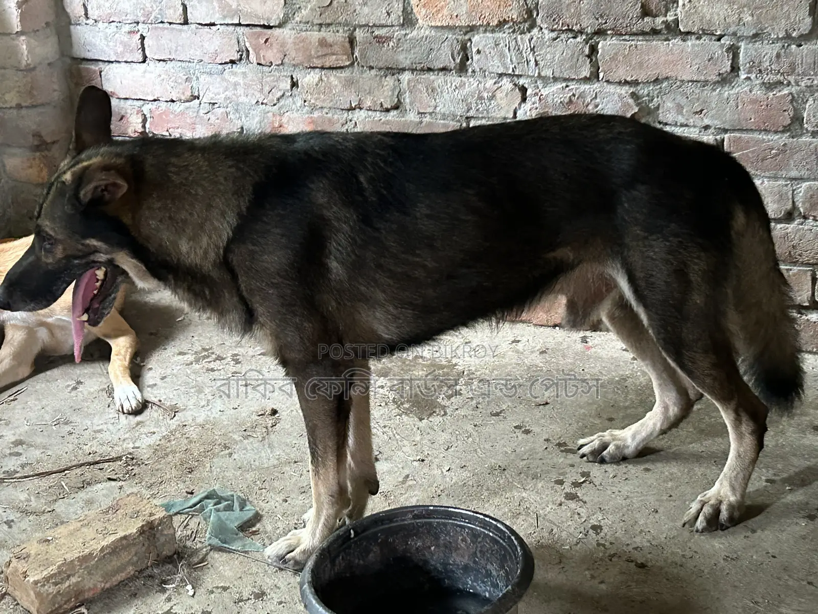 1+ year Male Purebred German Shepherd