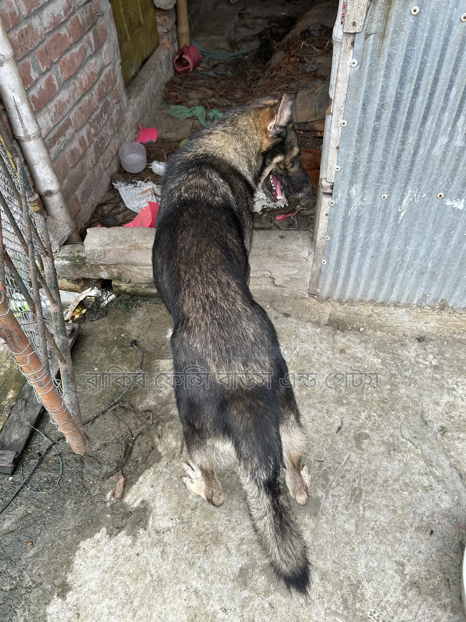 1+ year Male Purebred German Shepherd