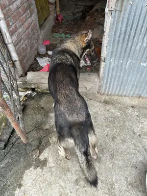 1+ year Male Purebred German Shepherd