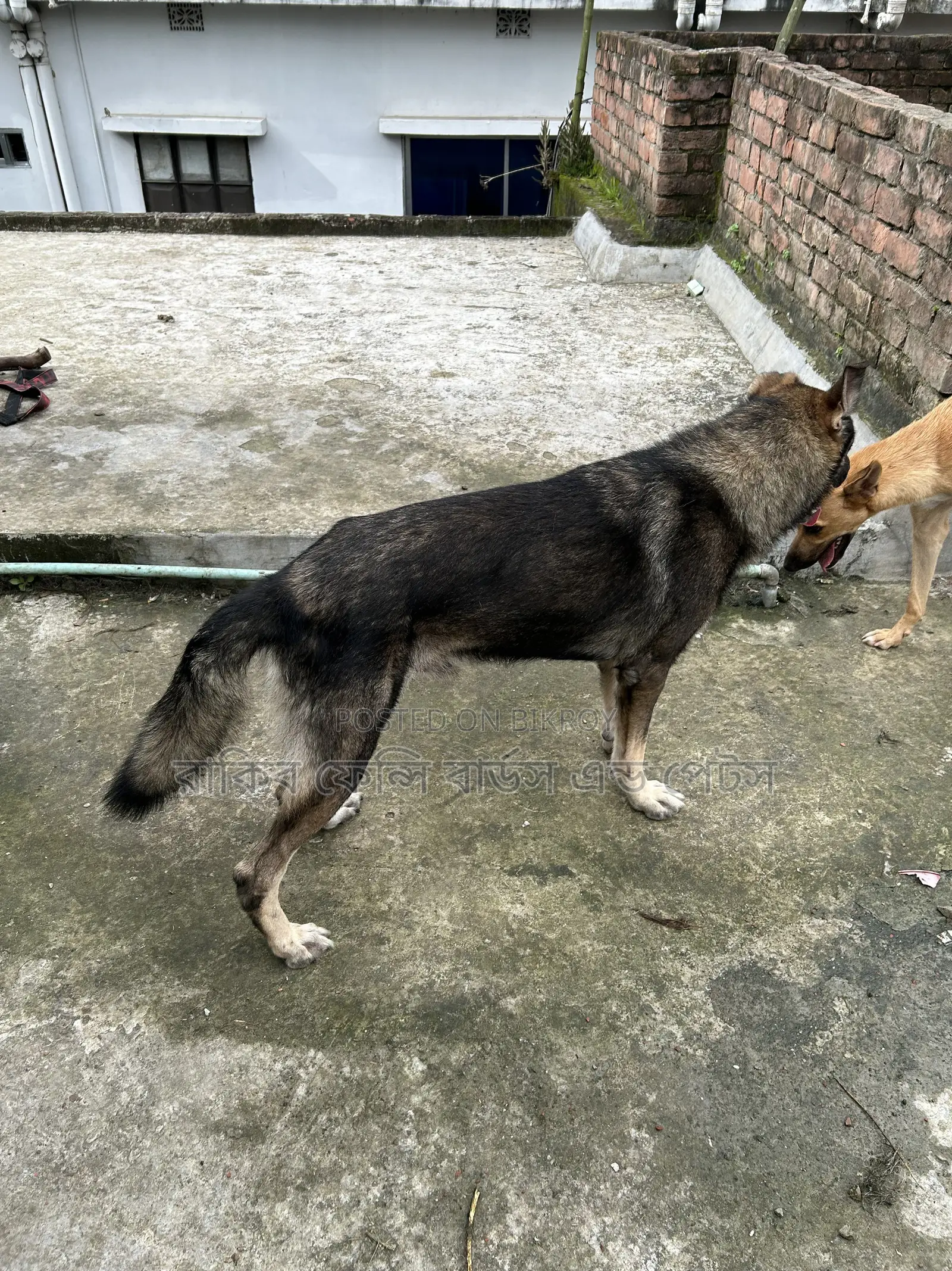 1+ year Male Purebred German Shepherd