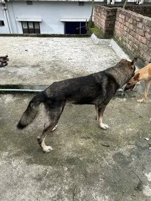 1+ year Male Purebred German Shepherd